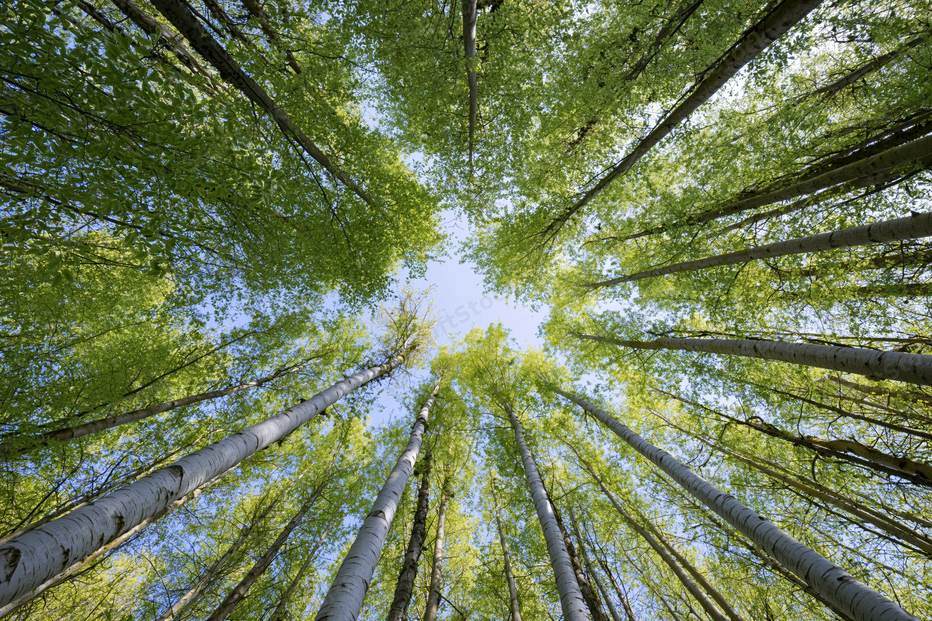 Upward view through aspen tree canopy into blue sky from forest floor