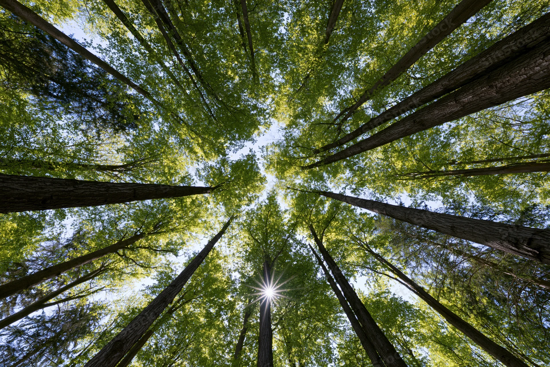 Upward view through tall trees in a forest canopy with sunlight filtering through green leaves