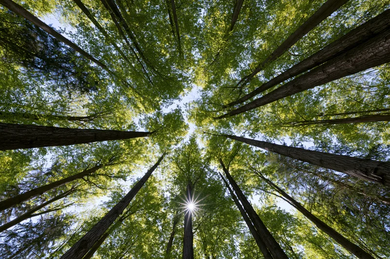 Upward view through tall trees in a forest canopy with sunlight filtering through green leaves