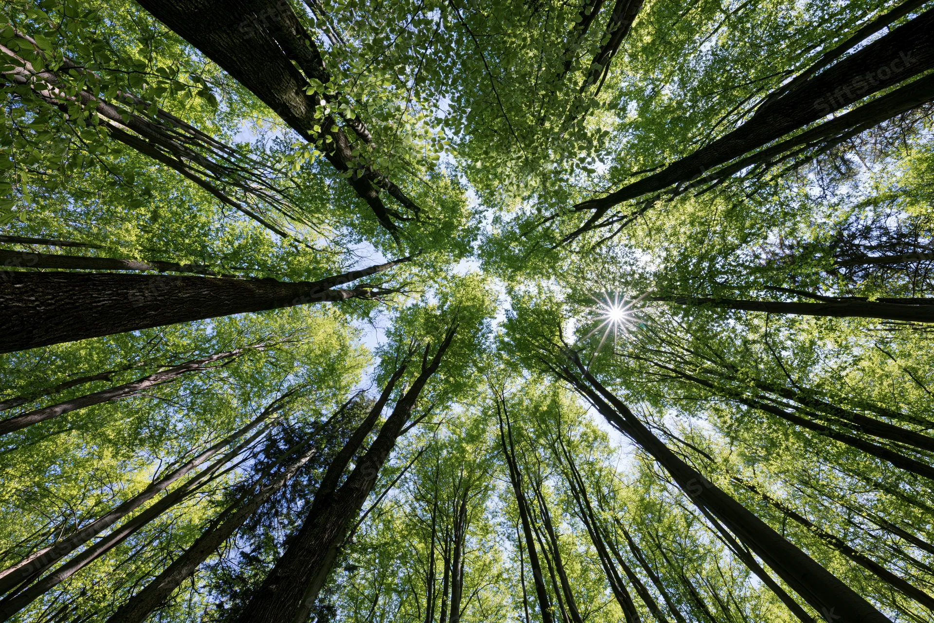 Upward view through a dense forest canopy with sunlight filtering through green leaves against a blue sky