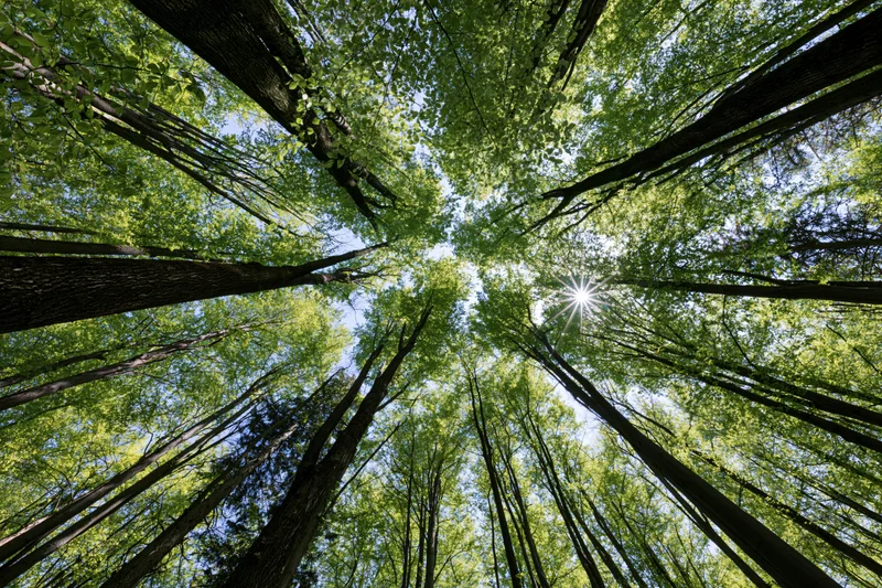 Upward view through a dense forest canopy with sunlight filtering through green leaves against a blue sky