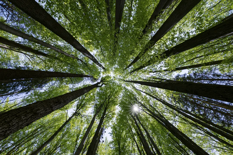 Looking up through tall trees in a forest canopy with sunlight filtering through the leaves