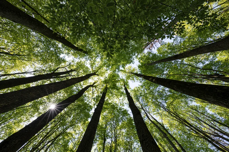 Looking up through a dense forest canopy with sunlight filtering through the treetops