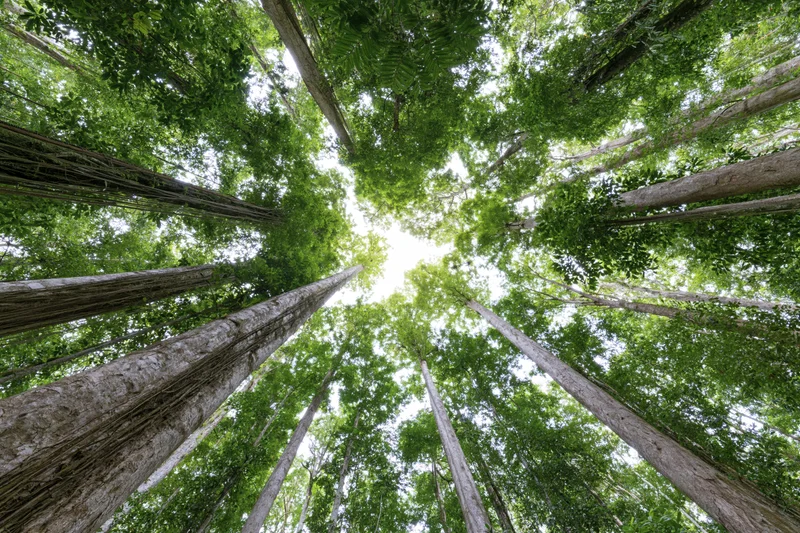 Upward view through tall trees in a dense tropical forest canopy
