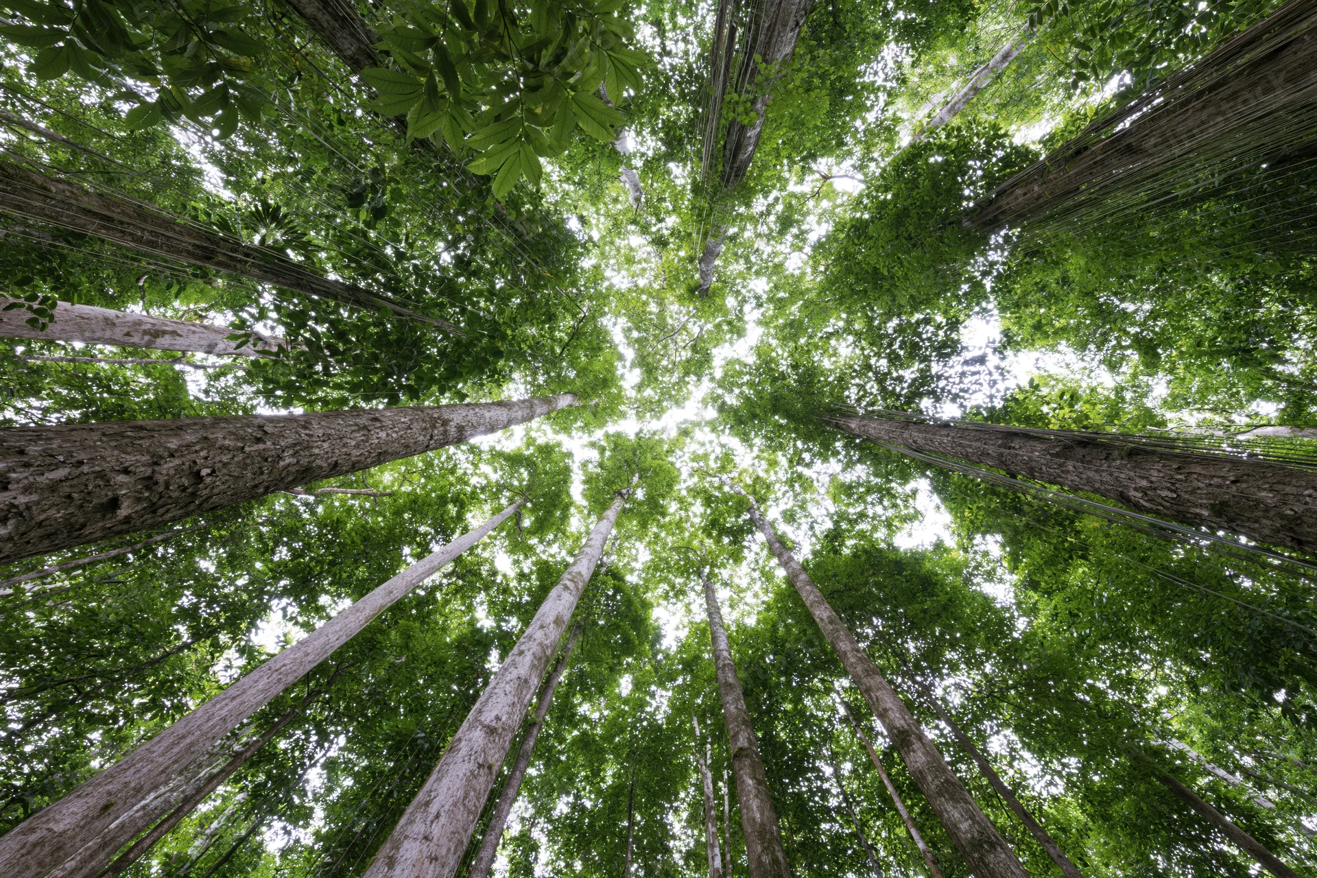 View looking up through tall trees in a dense tropical forest canopy