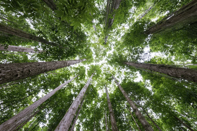 View looking up through tall trees in a dense tropical forest canopy