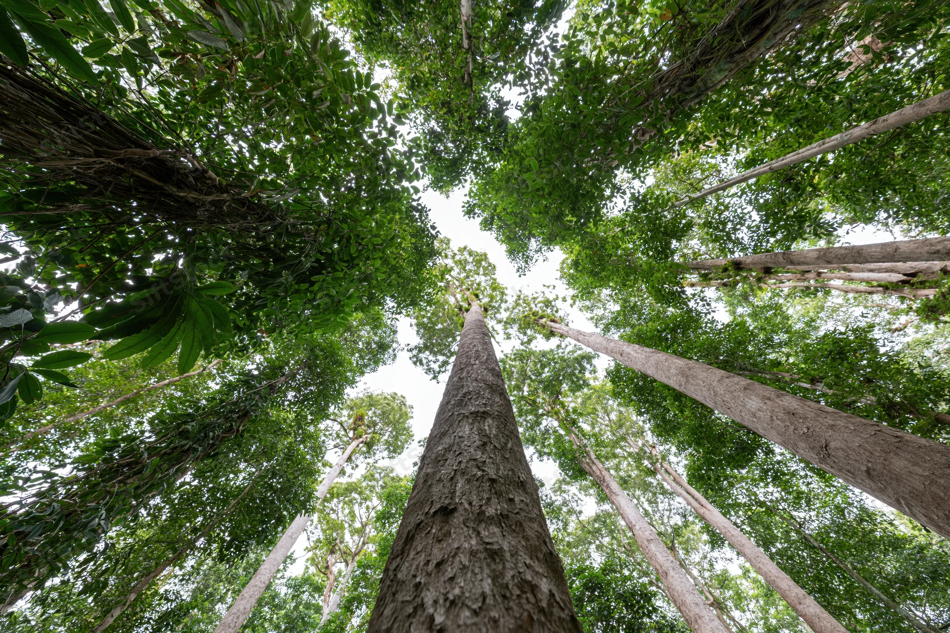 Upward view through dense forest canopy showing tall trees and green foliage