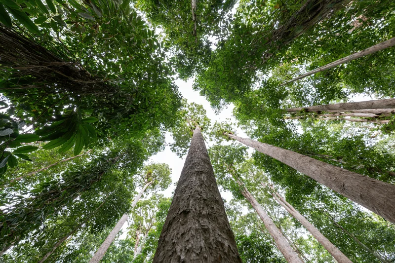 Upward view through dense forest canopy showing tall trees and green foliage
