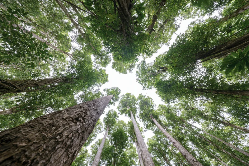 Upward view through dense forest canopy showing tall trees and sky