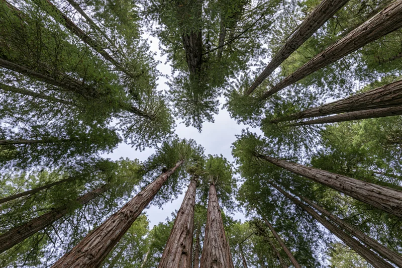 Upward view through a grove of tall redwood trees in a forest canopy