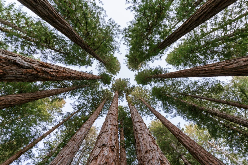 Upward view through tall redwood trees in a forest canopy