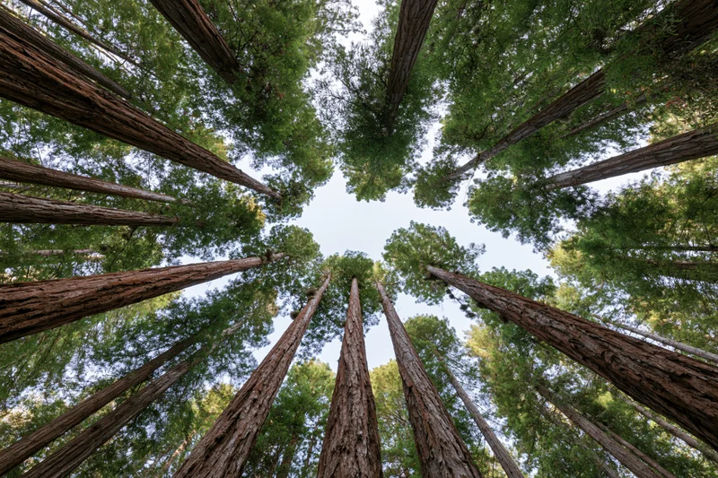 Upward view through a grove of tall redwood trees in a forest canopy