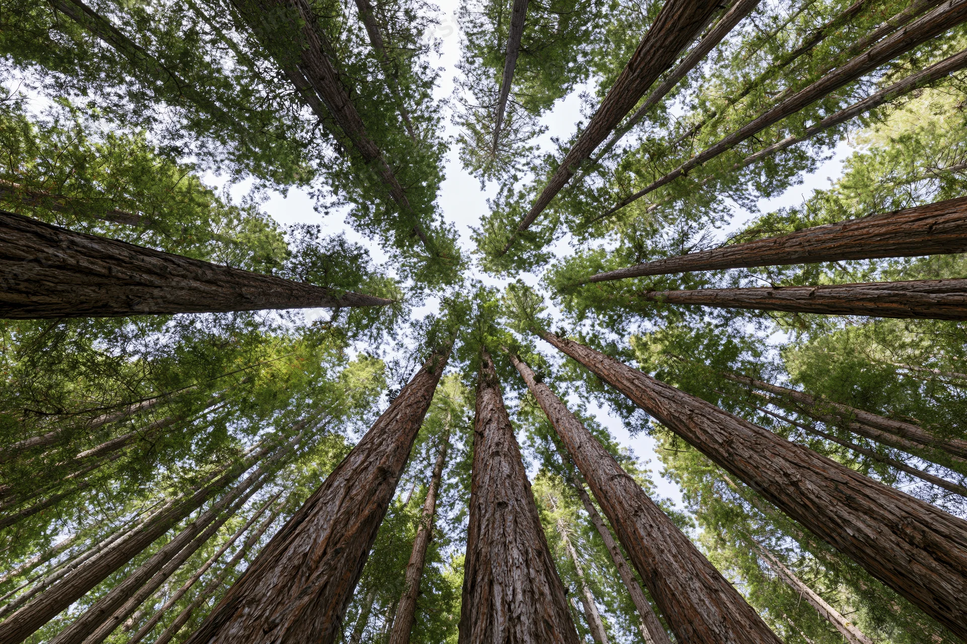 Upward view through a grove of sequoia trees in a dense forest