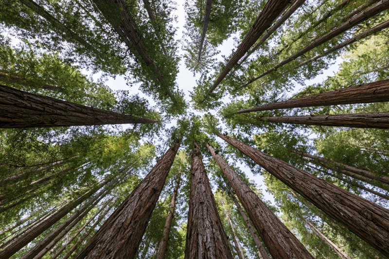 Upward view through a grove of sequoia trees in a dense forest