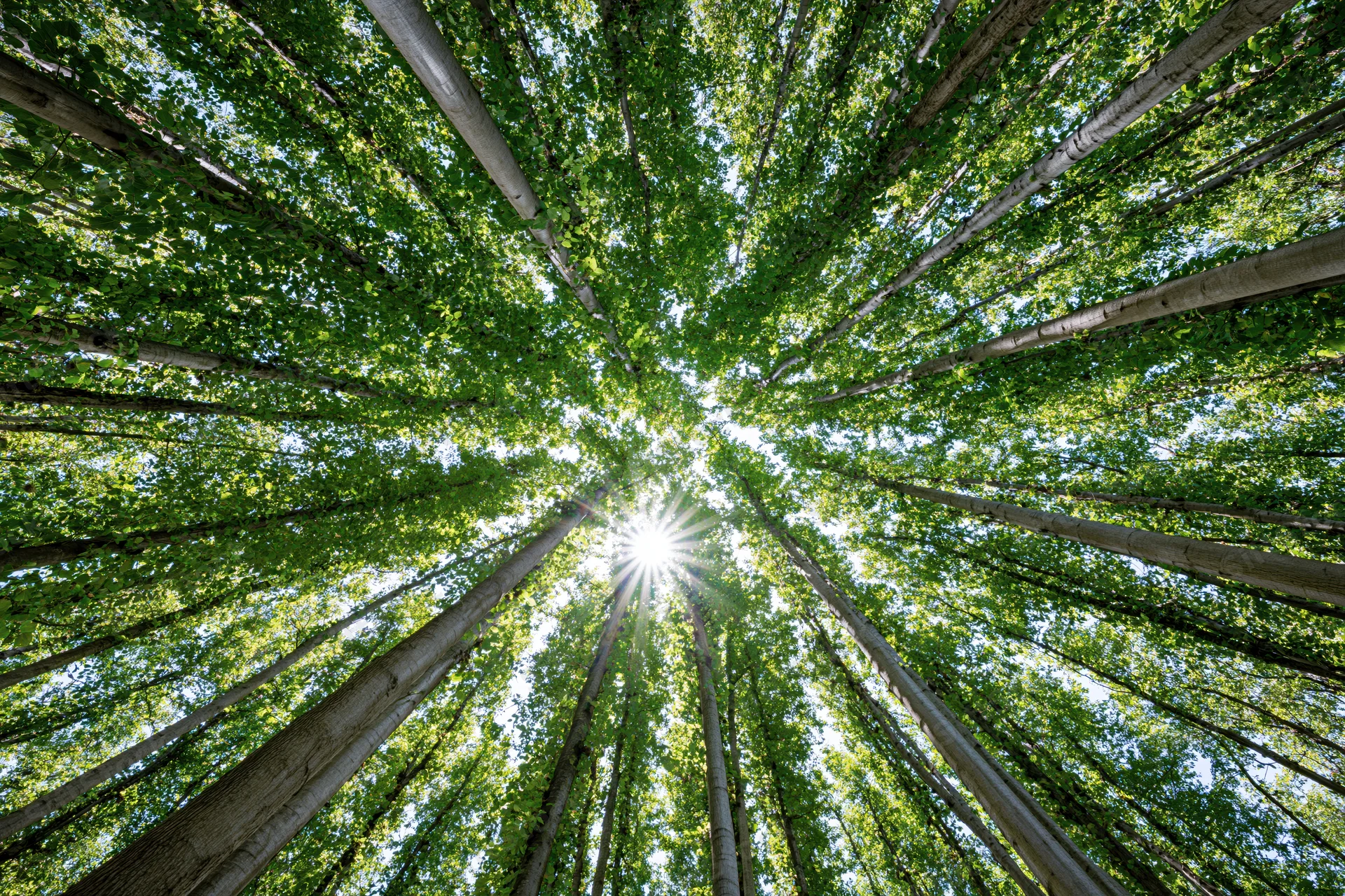 Upward view through dense forest canopy with sunlight filtering through green leaves
