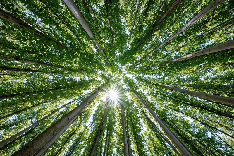 Upward view through dense forest canopy with sunlight filtering through green leaves