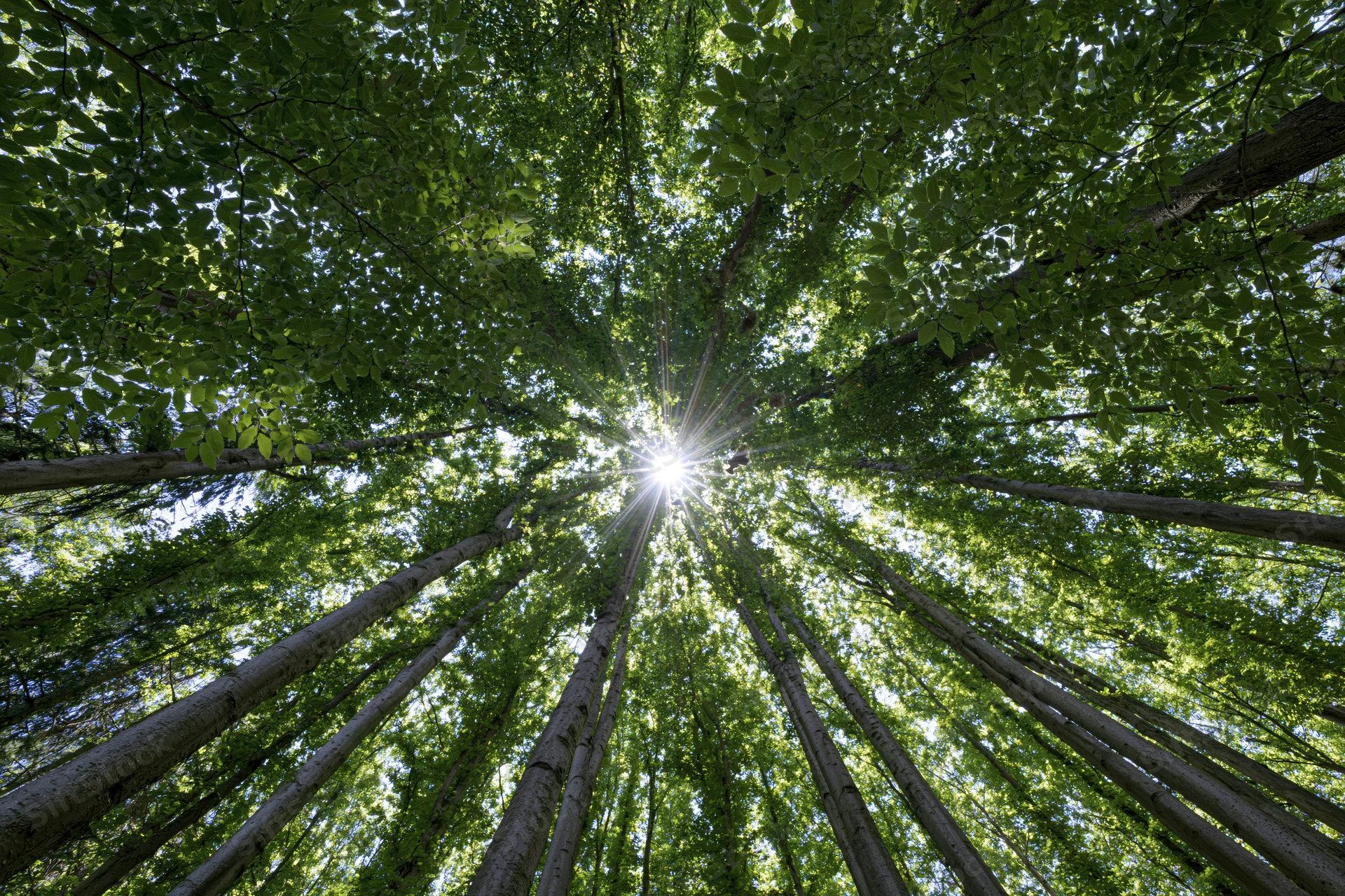 Looking up through a dense forest canopy with sunlight shining through the leaves