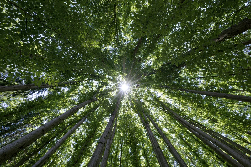 Looking up through a dense forest canopy with sunlight shining through the leaves