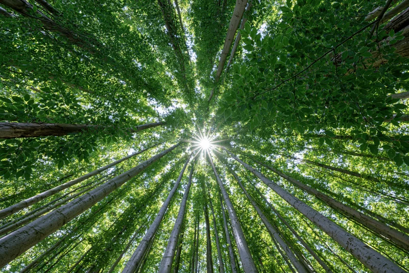 Looking up through a dense forest canopy with sunlight shining through the trees
