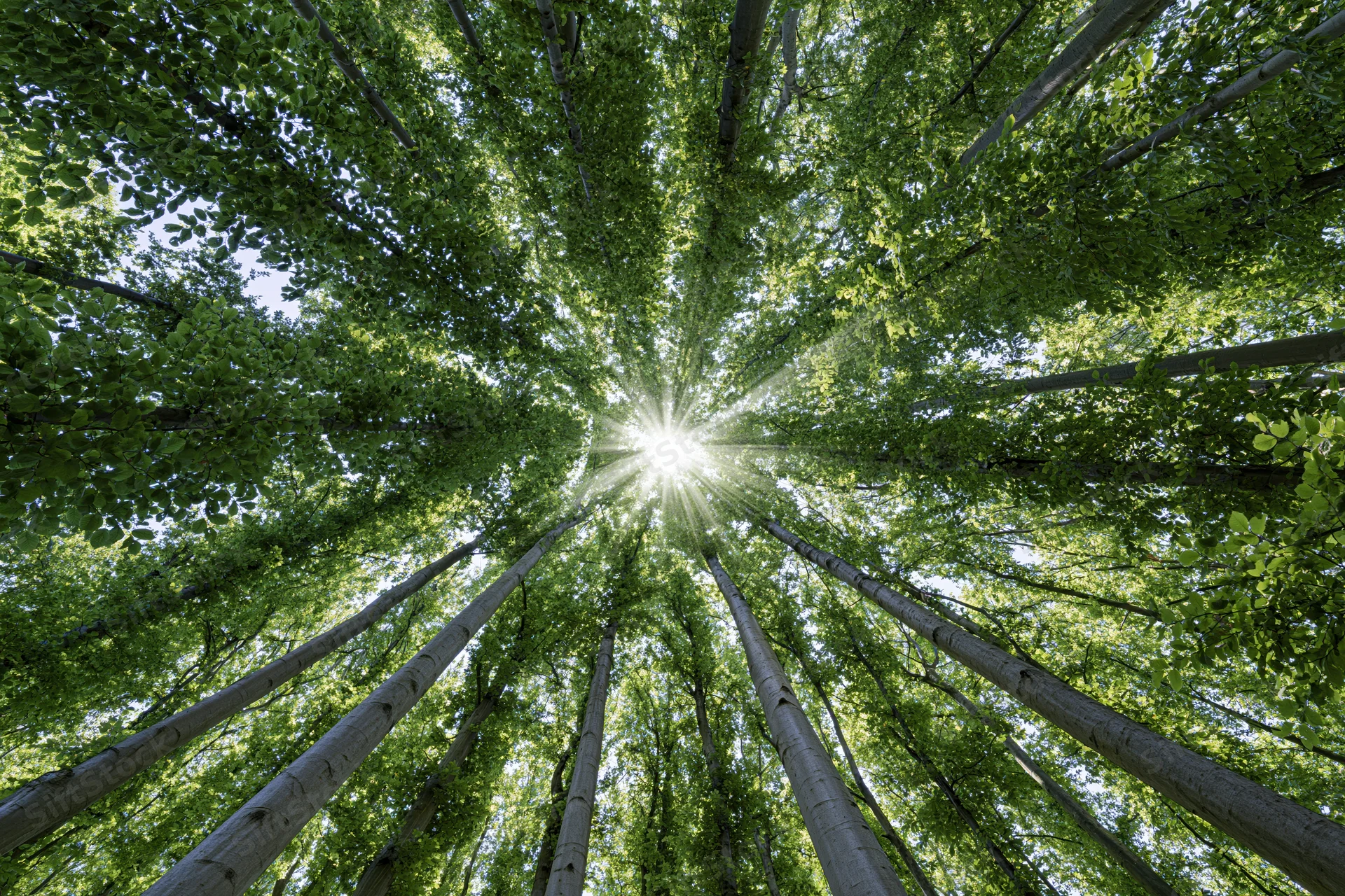 Upward view through dense forest canopy with sunlight streaming through green leaves