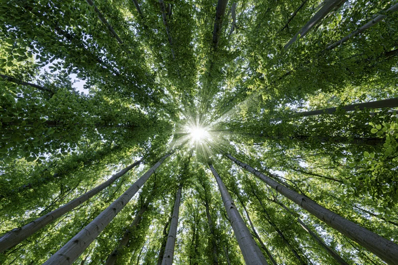 Upward view through dense forest canopy with sunlight streaming through green leaves
