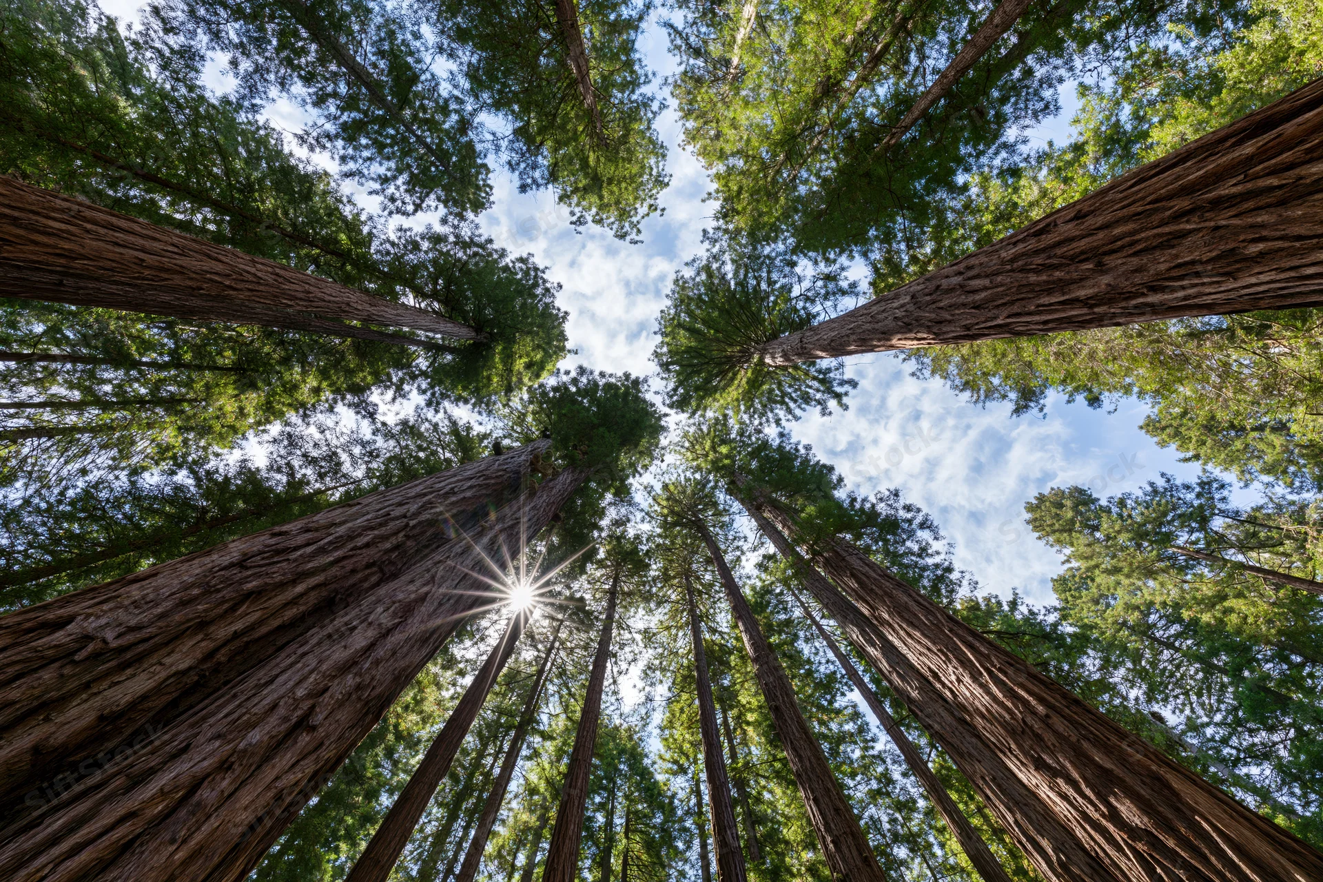 Low-angle view of towering coast redwood trees reaching toward the sky in a dense forest