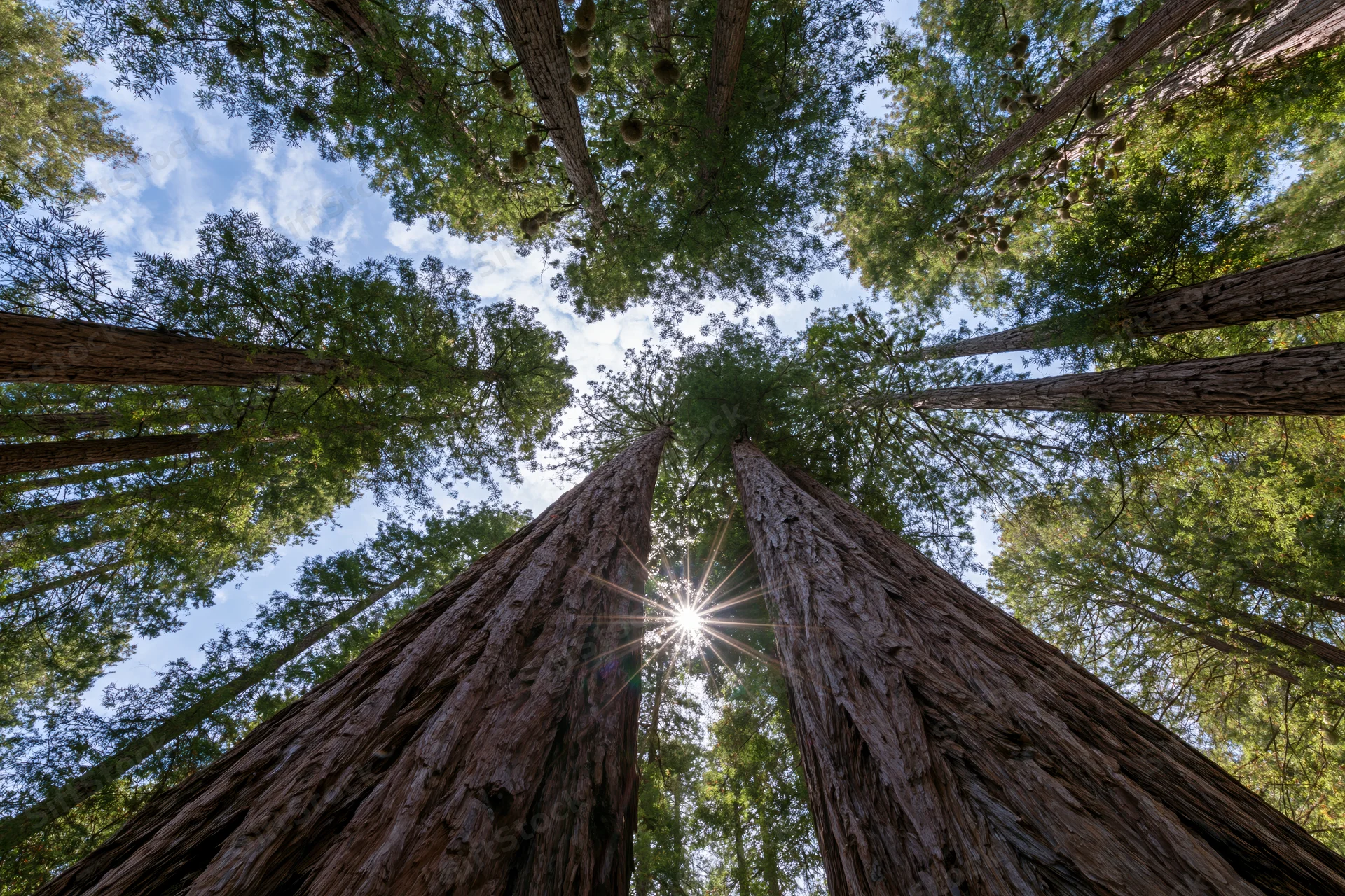 Low-angle view of towering coast redwood trees reaching toward the sunlit sky in a dense forest