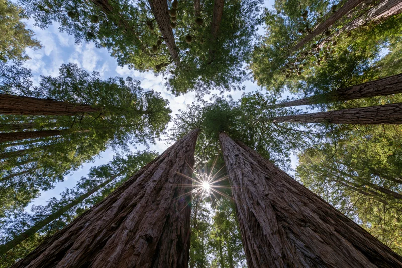 Low-angle view of towering coast redwood trees reaching toward the sunlit sky in a dense forest