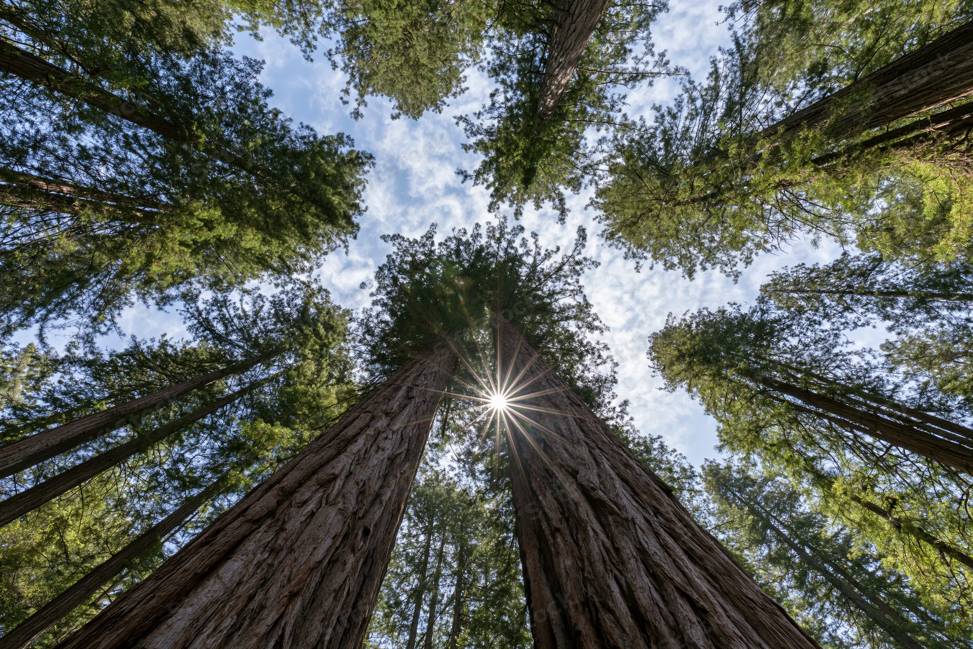 Low-angle view of towering coast redwood trees reaching toward the sky in a dense forest