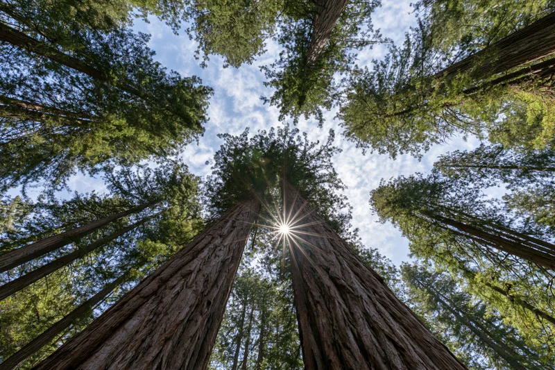 Low-angle view of towering coast redwood trees reaching toward the sky in a dense forest