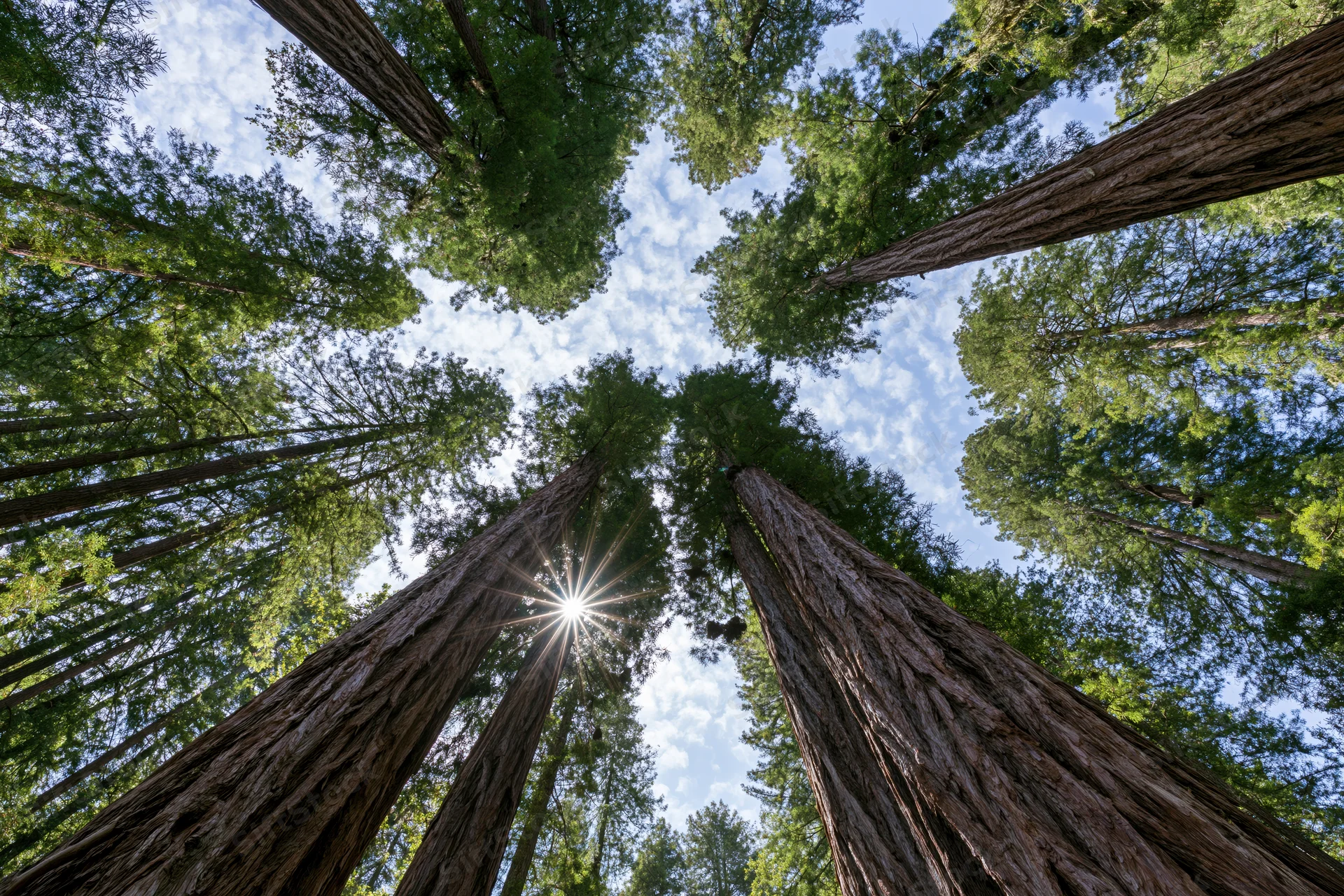 Looking up through towering coast redwood trees toward the sunlit sky in a dense forest