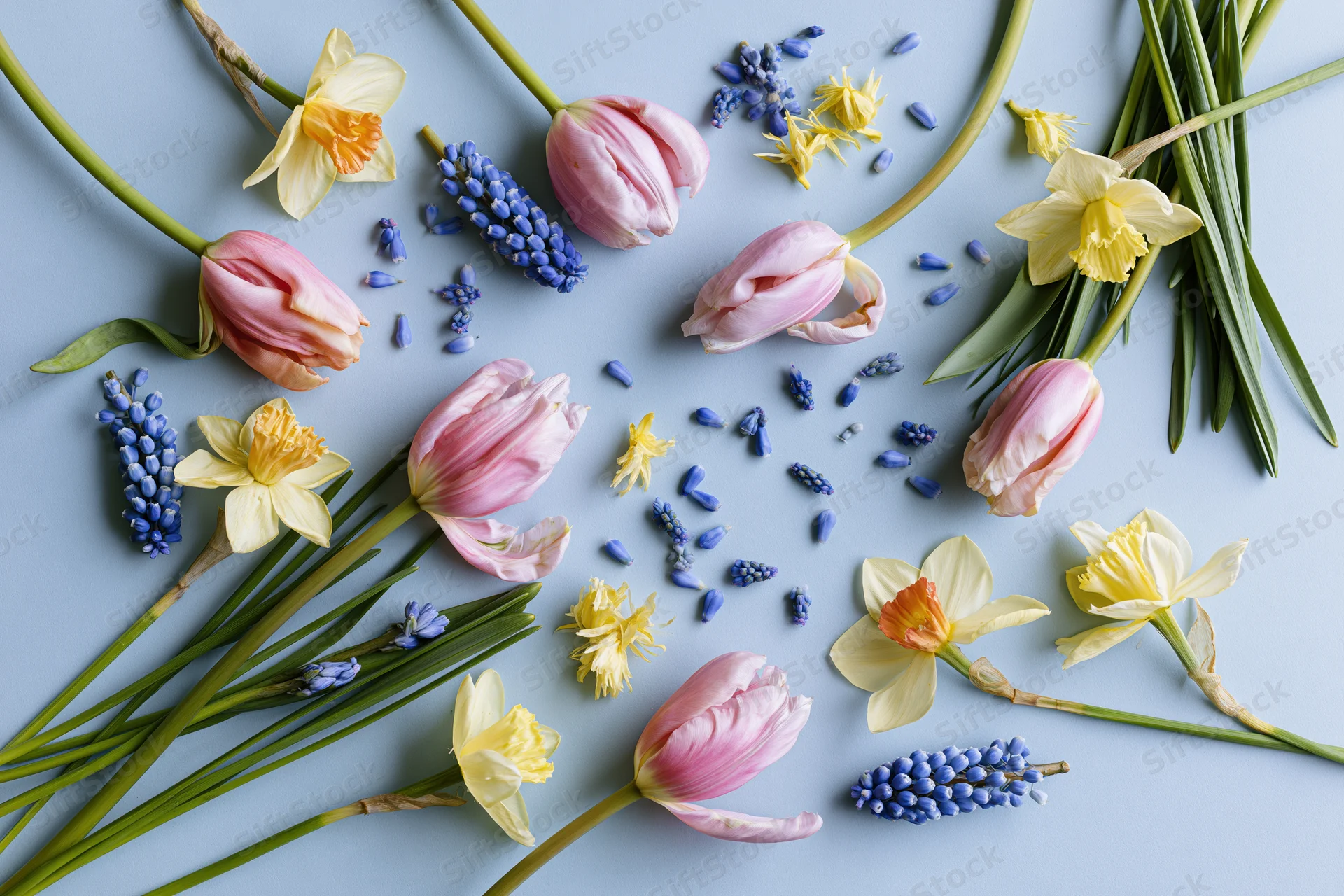 Pink tulips, yellow daffodils and blue muscari arranged flat on a light blue surface