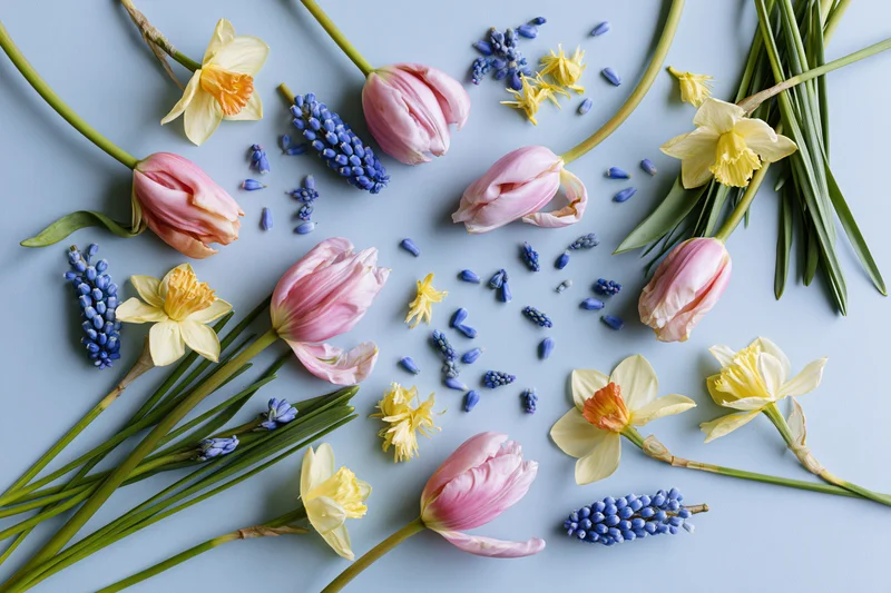 Pink tulips, yellow daffodils and blue muscari arranged flat on a light blue surface