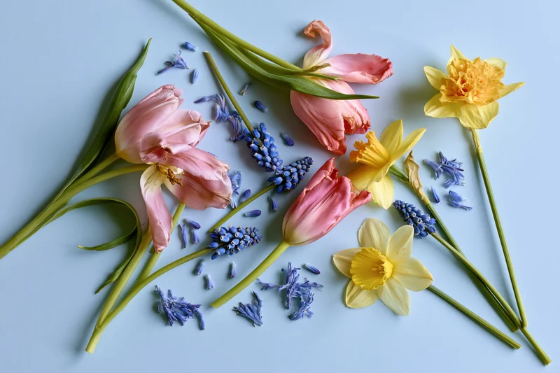 Pink tulips, yellow daffodils and blue muscari arranged on a light blue surface in a flat lay composition