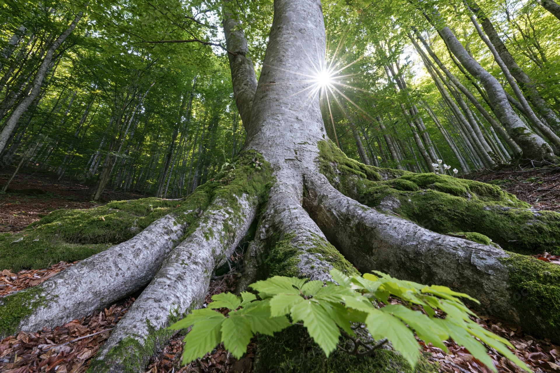 Massive moss-covered beech tree roots spreading across forest floor with sunlight shining through canopy