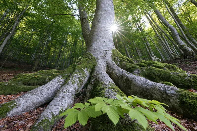 Massive moss-covered beech tree roots spreading across forest floor with sunlight shining through canopy