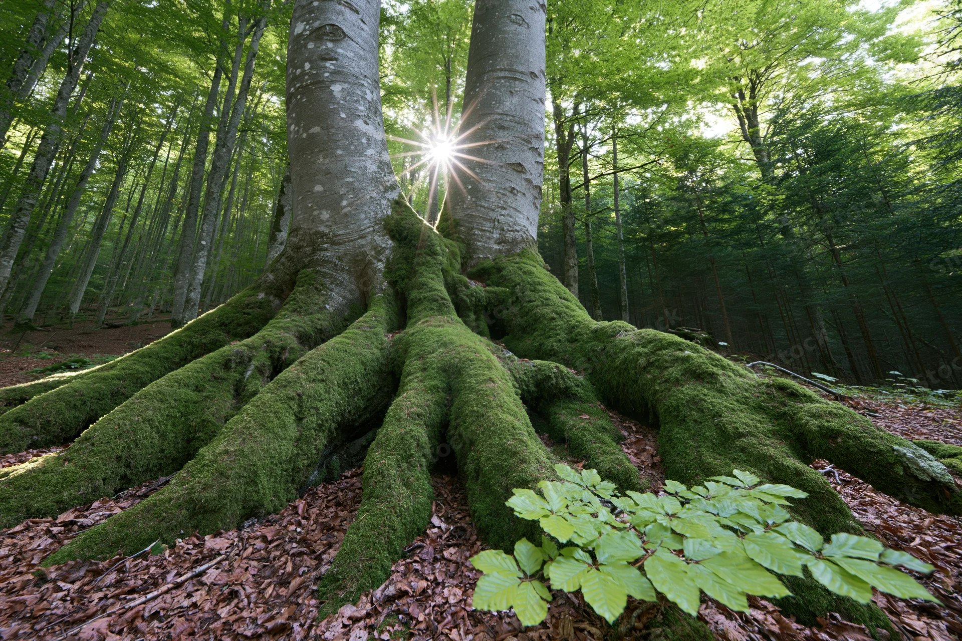 Moss-covered beech tree roots spreading across forest floor with sunlight shining through canopy