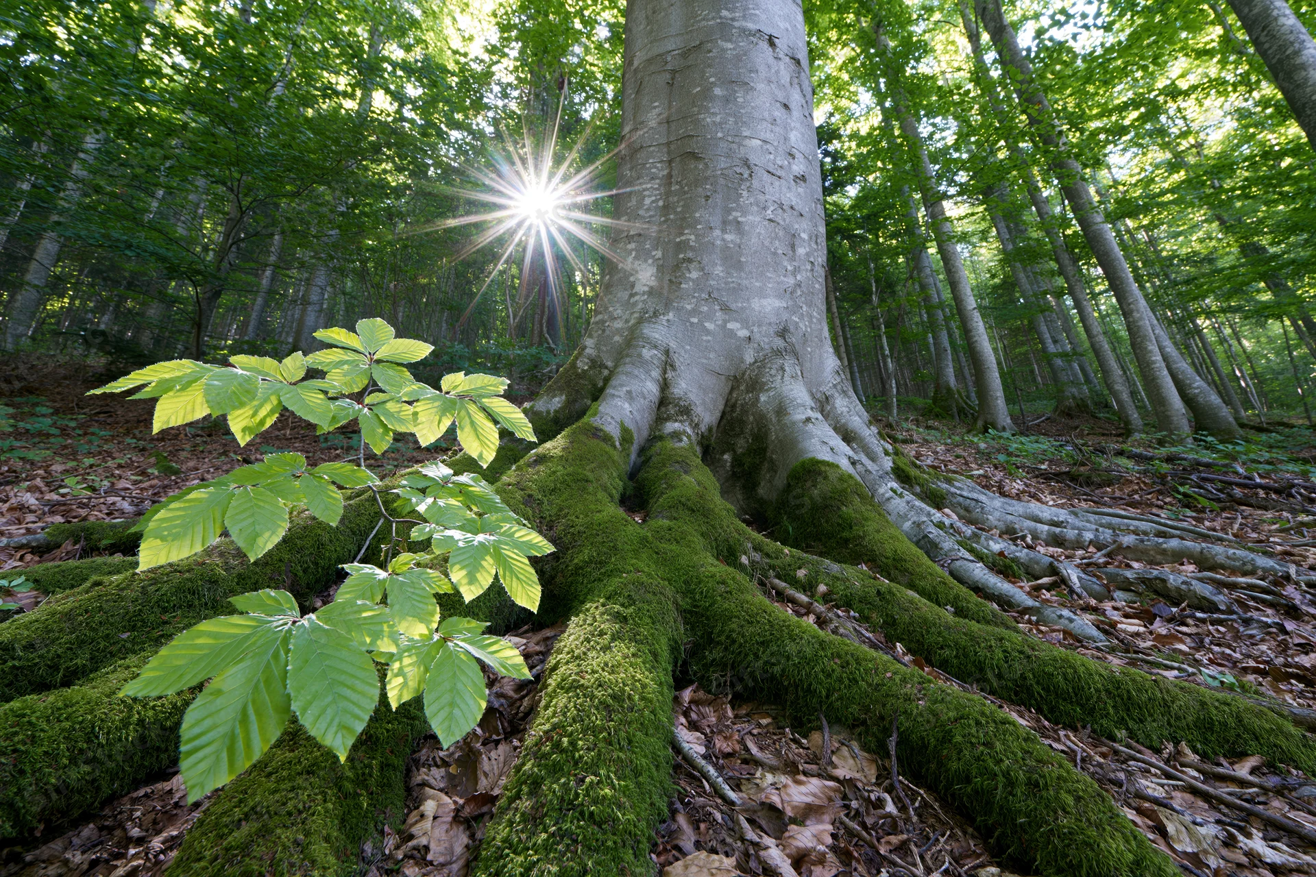 Moss-covered beech tree roots spreading across forest floor with sunlight filtering through canopy