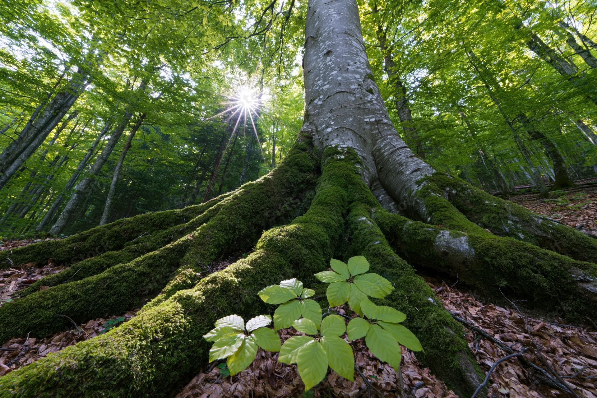 Moss-covered beech tree roots spreading across forest floor with sunlight filtering through canopy