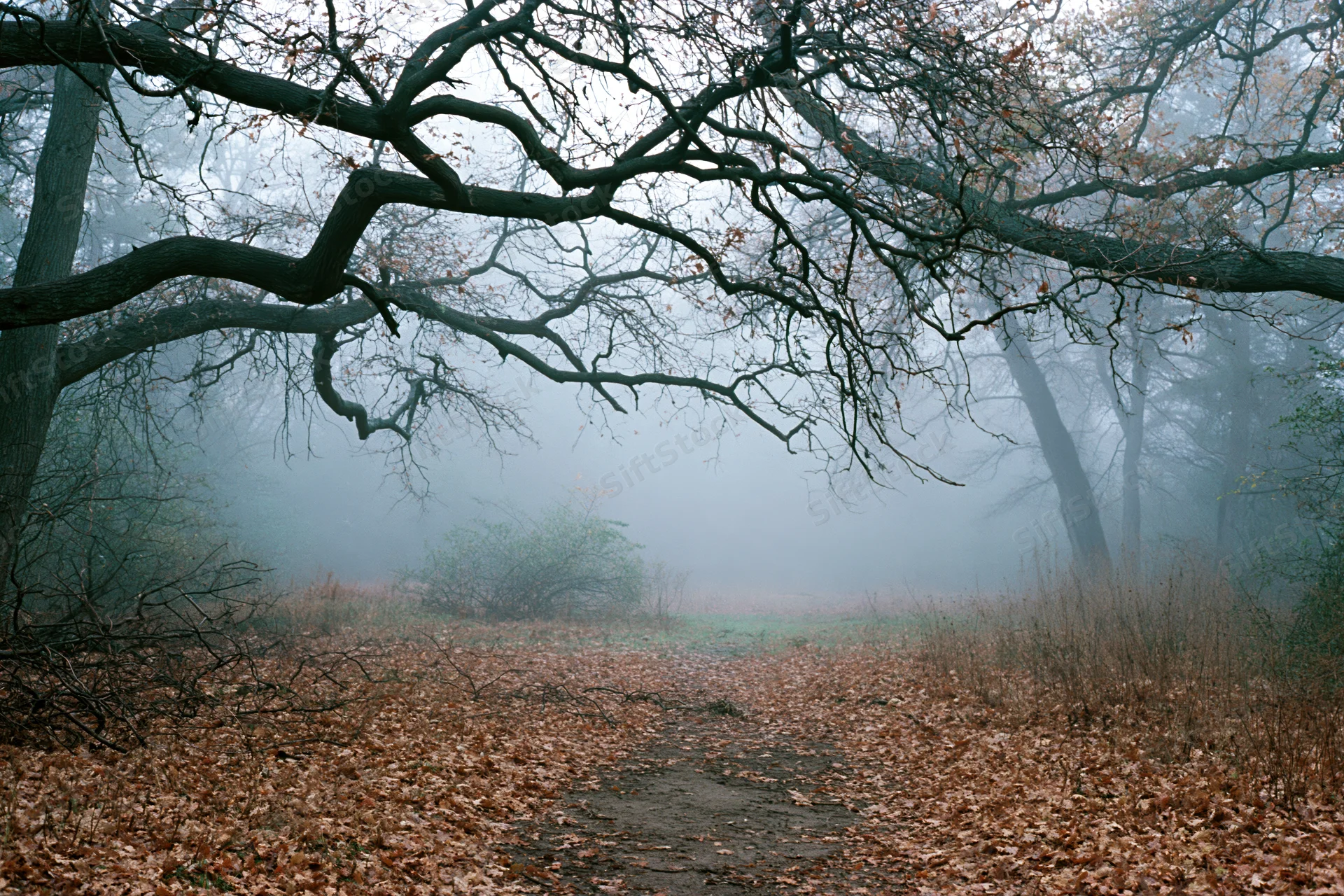 Misty autumn forest path lined with gnarled overhanging tree branches and fallen leaves