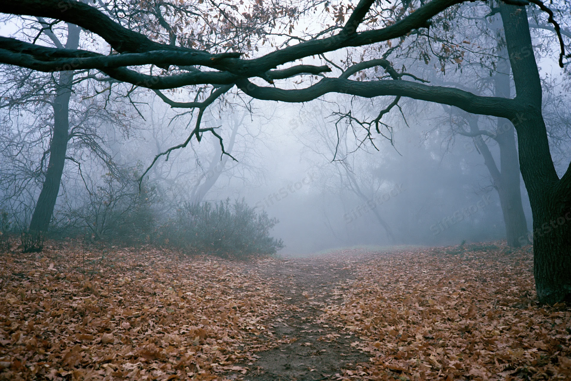 Misty autumn forest path covered in fallen leaves with gnarled branches arching overhead
