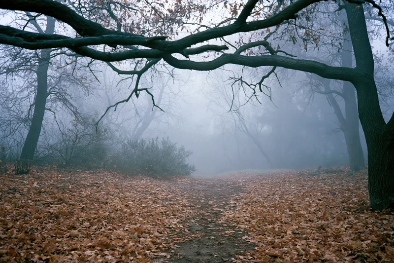 Misty autumn forest path covered in fallen leaves with gnarled branches arching overhead