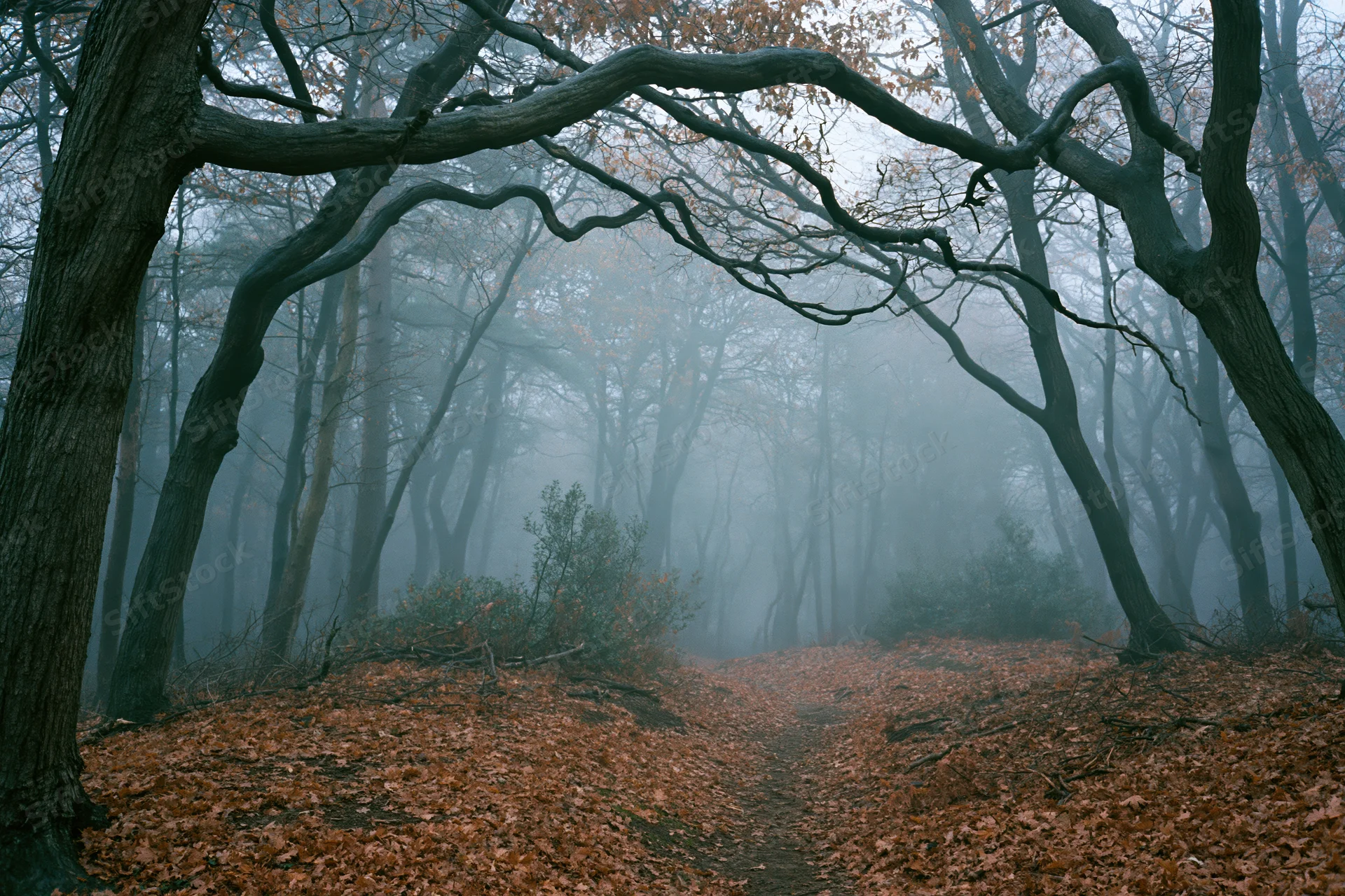 Misty autumn forest path lined with gnarled trees and fallen leaves