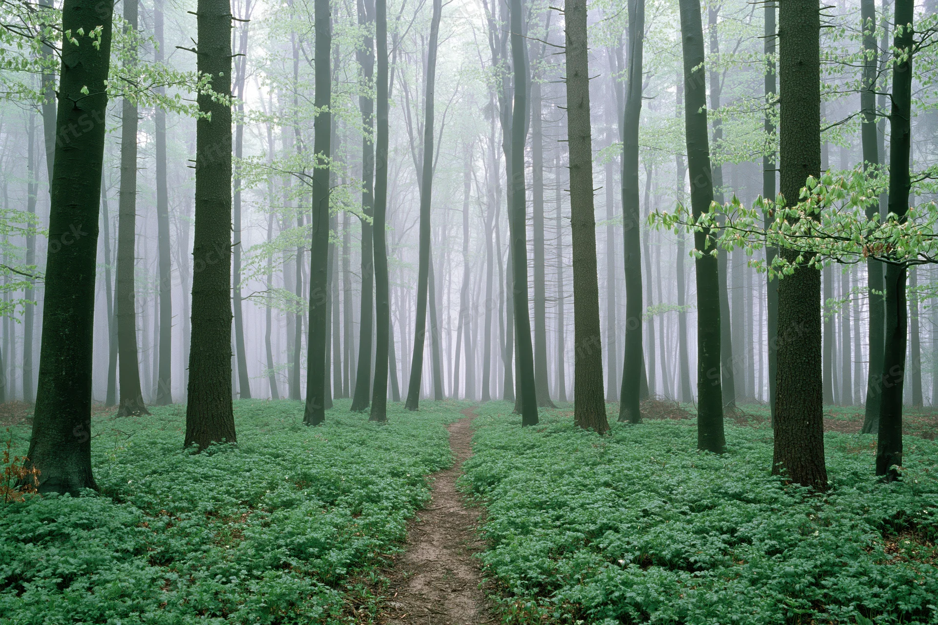 Misty beech forest in early spring with narrow dirt path winding through tall trees and green undergrowth
