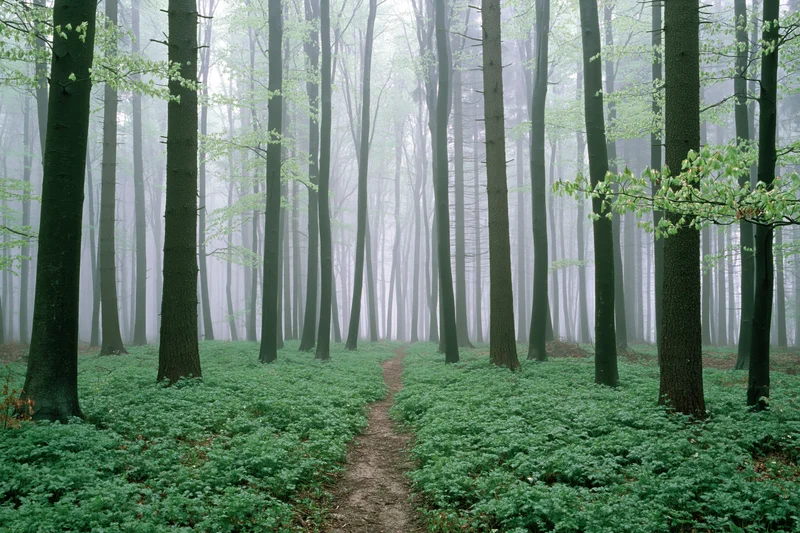 Misty beech forest in early spring with narrow dirt path winding through tall trees and green undergrowth