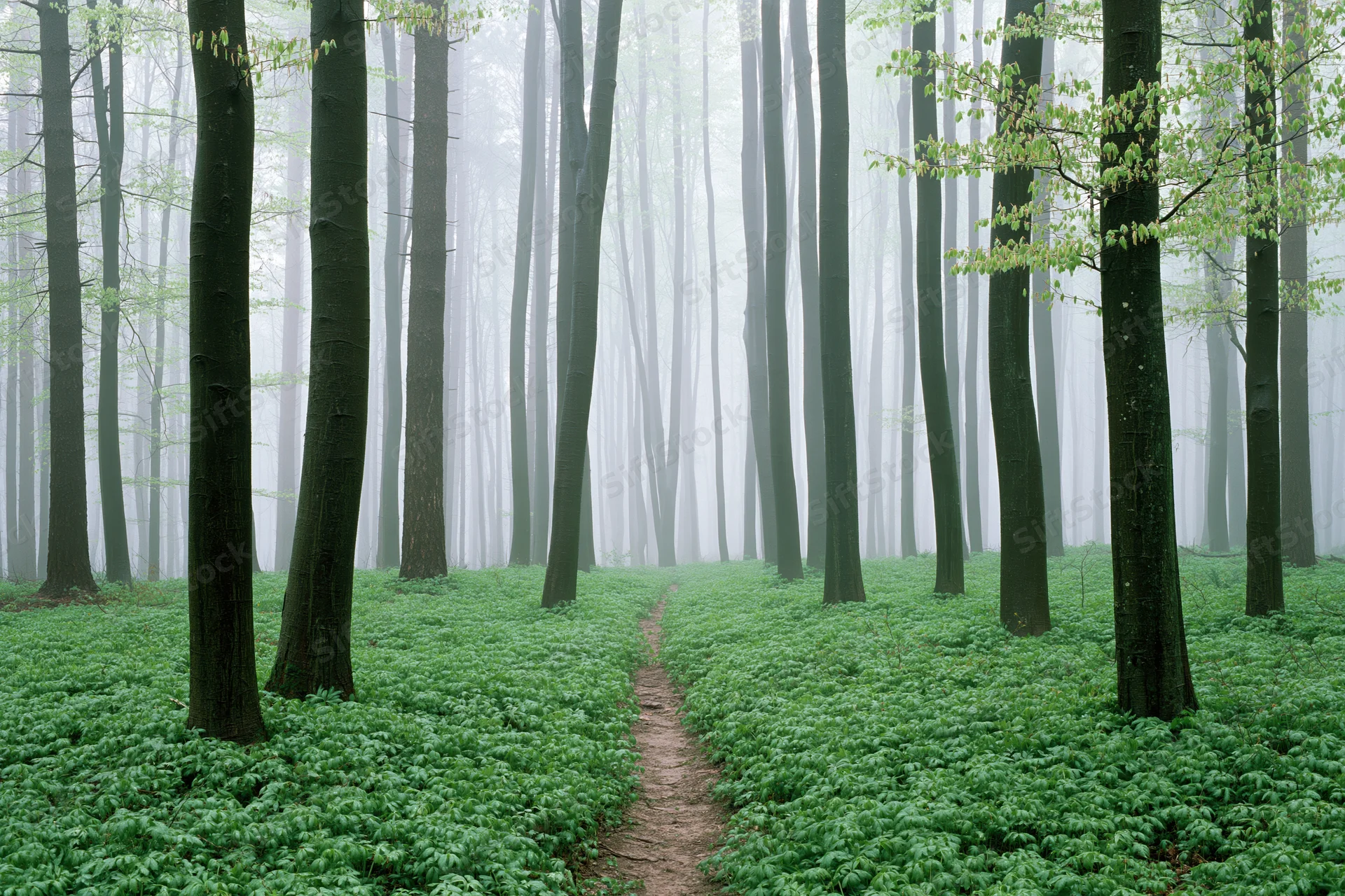 Misty beech forest path winding through tall trees with green undergrowth in early spring