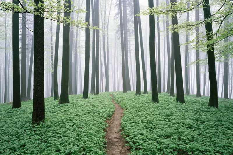 Narrow dirt path winding through misty beech forest with green undergrowth and tall straight trees