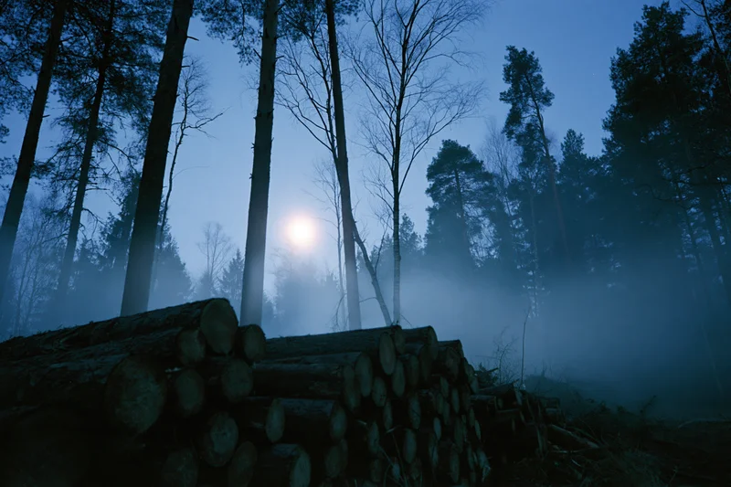 Misty forest at night with full moon glowing through tall trees above stacked logs