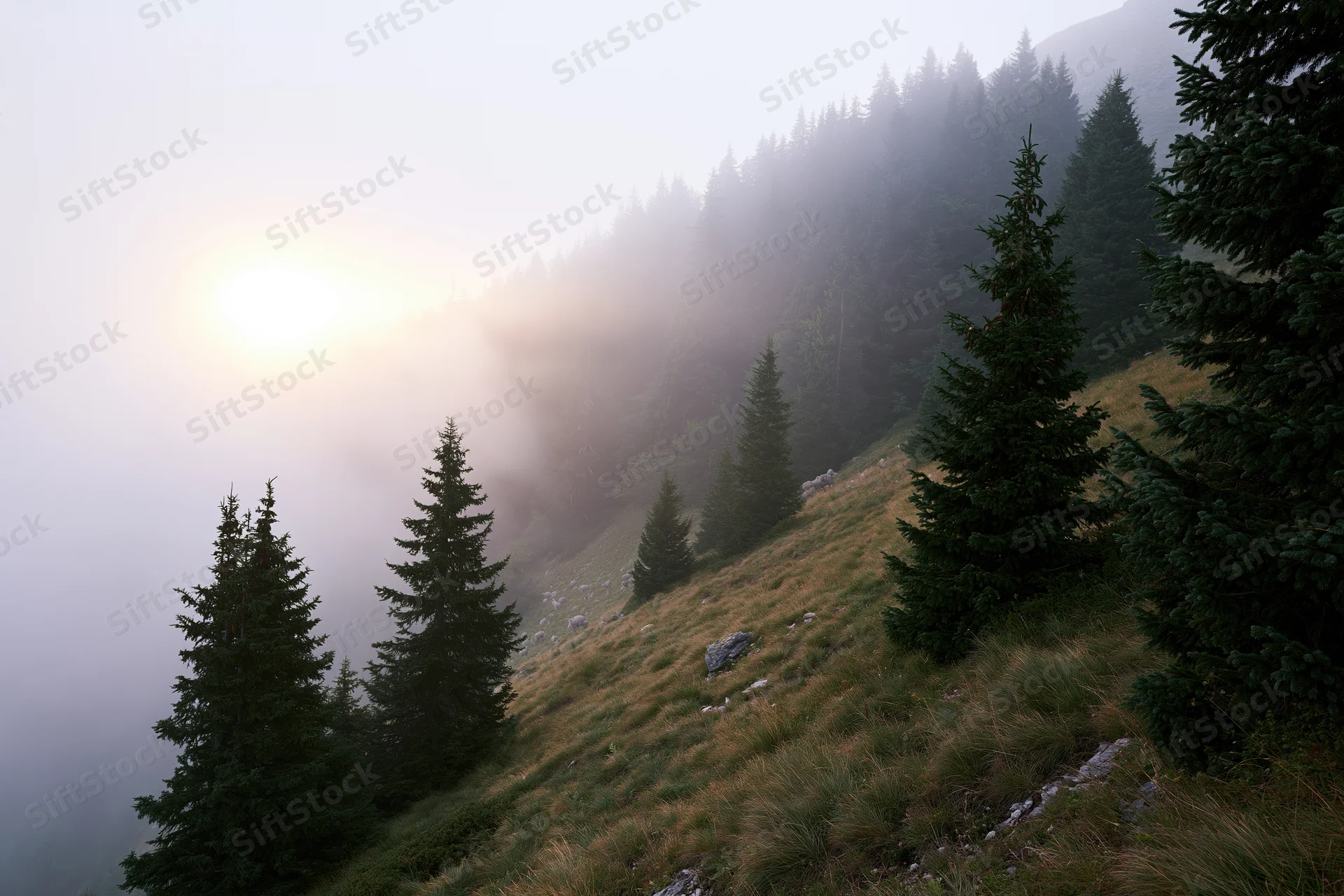 Misty mountain meadow with scattered spruce trees on a sloping hillside at sunrise