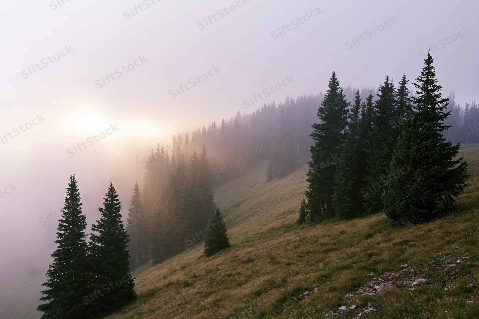 Misty mountain meadow with scattered spruce trees on a sloping hill at sunrise